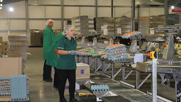 Egg Factory Packer Morning Shift / Evening Shift